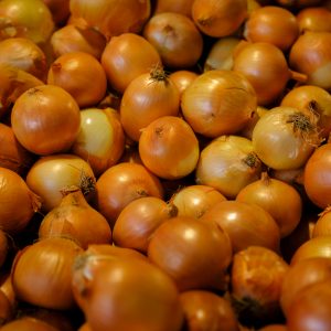 oignons jaunes bio